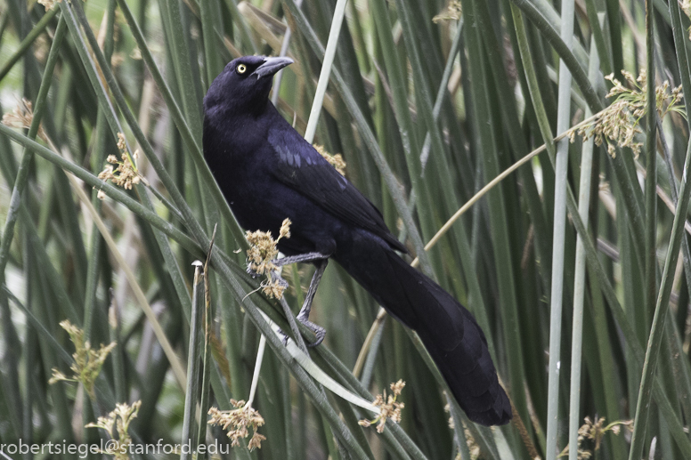 Sunnyvale Bay Trail